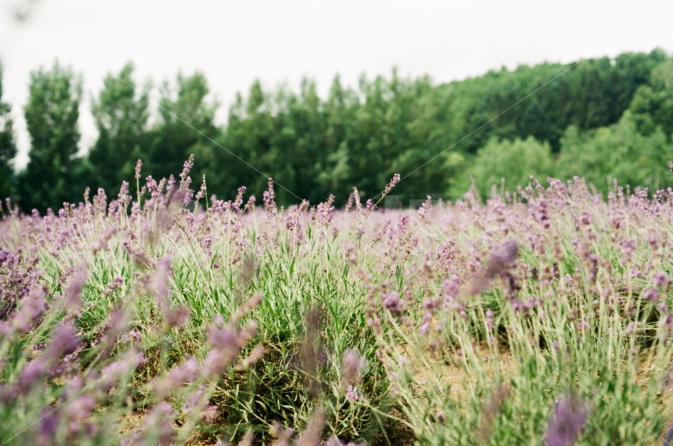 꽃,라벤더,자연,감성,풍경,일본,라벤더밭,자연,풍경,nature,landscape,식물,plants,꽃,flower,감성,sensible,feeling,pottery,도기류,jar,항아리,potted plant,화분,plant,grass,잔디,planter,파종기,herbs,허브