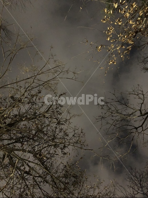 구름,하늘,나무,저녁,밤,나무가지,풍경,자연,풍경,nature,landscape,weather,날씨