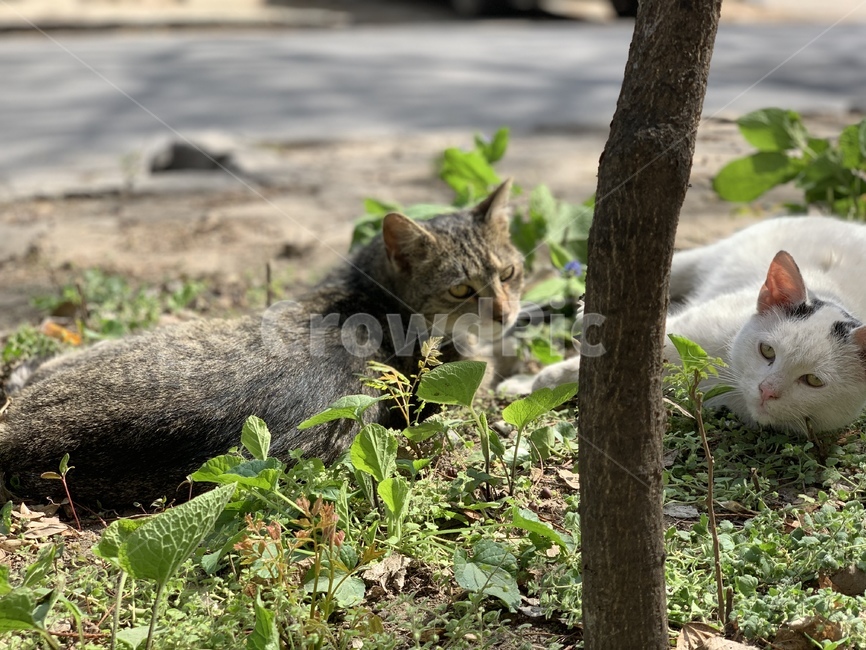 고양이,길고양이,길냥이,풀숲,여유,동물,animal,포유류,mammal,고양이,cat,kitten,kitty