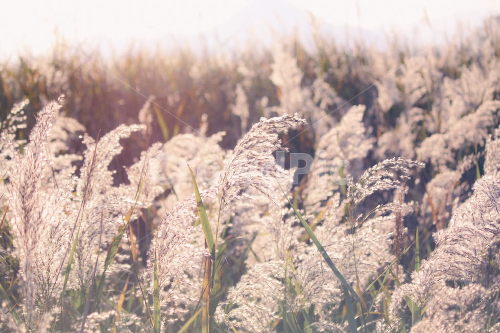 자연,풍경,갈대,갈대밭,식물,순천만,만,reed,plant,nature,landscape,가을,계절,fall,autumn,seasons,bay,suncheonbay,가을,계절,fall,autumn,season,식물,자연,plants,nature,grass,잔디