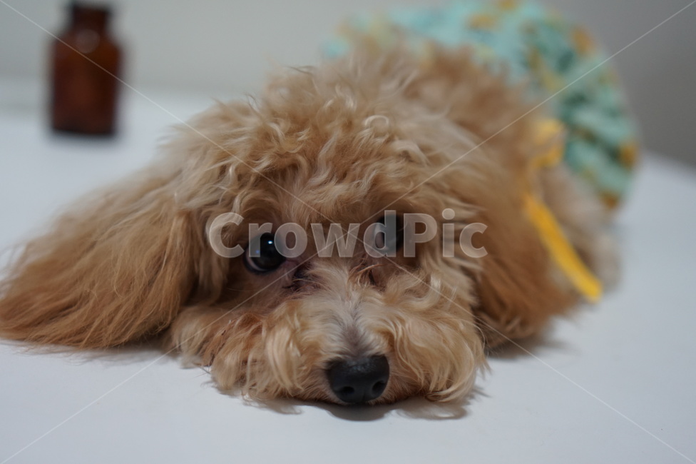 반려견,강아지,개,애완동물,졸린개,졸린강아지,dog,puppy,animal