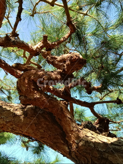 소나무,나무,식물,적송,tree,plant,나무줄기,상록교목,솔나무,송목,육송,송유송,여송,자송,청송,식물,자연,plants,nature,나무,trees,wood