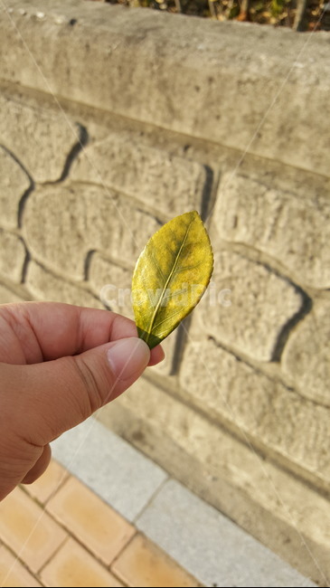 plant,식물,leaf,잎,human,인간,person,사람