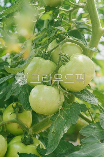 Tomatoes,green tomatoes,crops,fruits,fresh