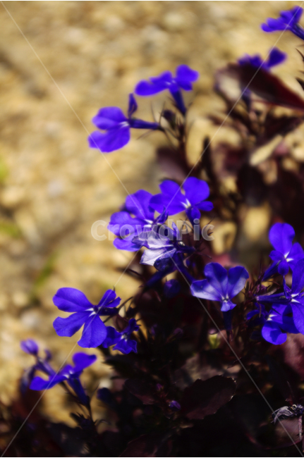 로벨리아,식물,flower,plants,nature,꽃,꽃봉오리,color,식물,자연,plants,nature,꽃,flower