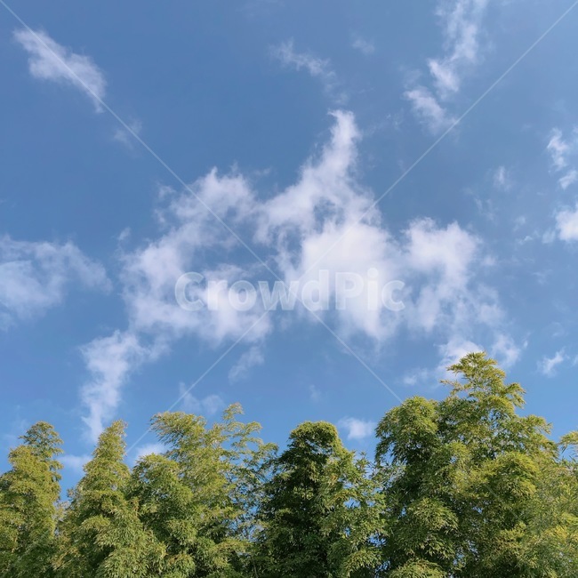 하늘,구름,나무,자연,숲,청명,맑음,시원함