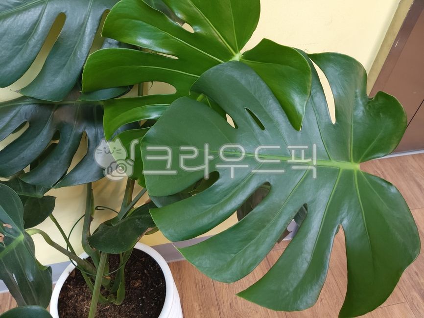 몬스테라,잎,leaf,공기정화식물,몬스테라잎,식물,정원식물