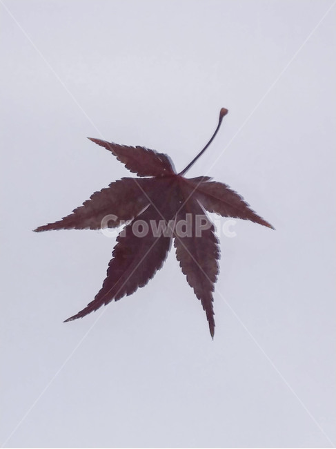단풍잎,나뭇잎,가을,잎,낙엽,식물,autumn,leaf,leaves,maple,fall,plant,계절,season,가을,계절,fall,autumn,season,식물,자연,plants,nature