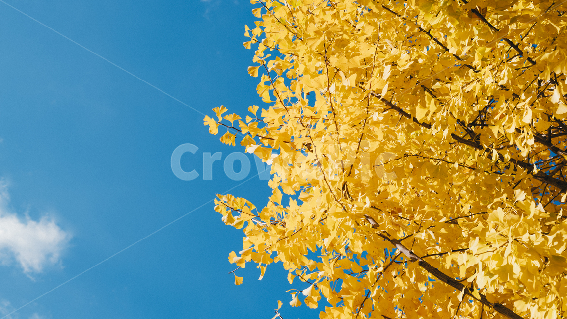 단풍,은행나무,가을,노랑,autumn,yellow,자연,나무,fall,autumncolor,계절,nature,하늘,sky,가을,계절,fall,autumn,season