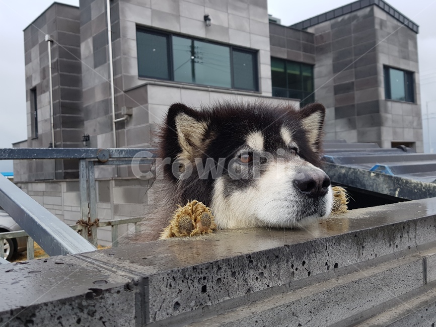 똥개,반겨주다,자연,대양,옥외,동물,animal,포유류,mammal,개,강아지,dog,doggy