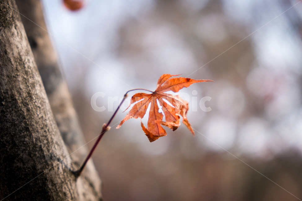 식물,나무,잎,단풍,가을,단풍나무,plant,leaf,tree,단풍잎,낙엽,나뭇가지,나뭇잎,가을,계절,fall,autumn,season