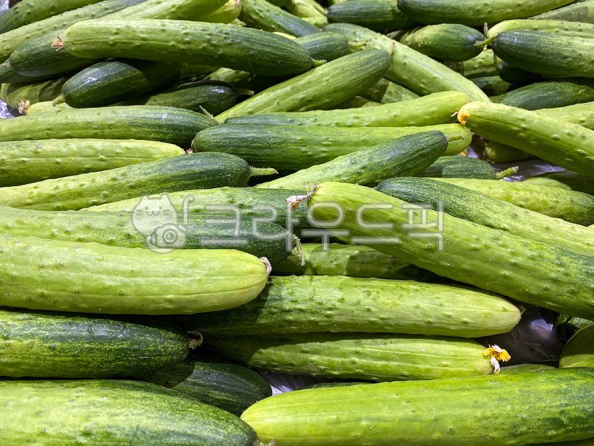 오이,채소,건강식품,음식,식재료,음식재료,야채,식물,초록색,cucumber,healthfood,food,ingredients,foodingredients,vegetables,plants,green