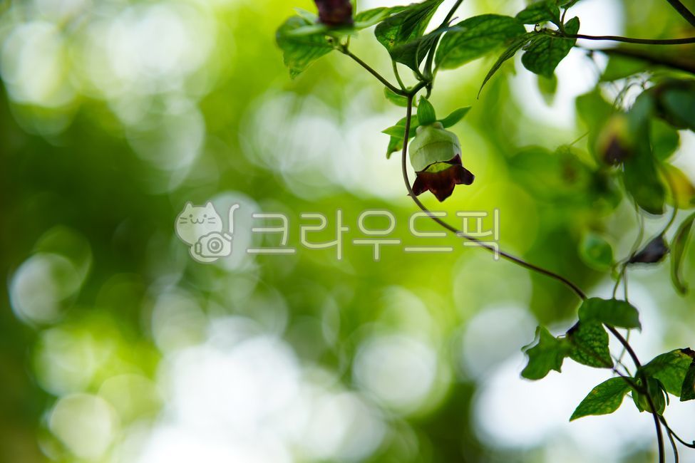 더덕꽃, 더덕줄기, 더덕, 더덕잎, 식물, 사진,이미지,일러스트,캘리그라피 - kkhoi723작가