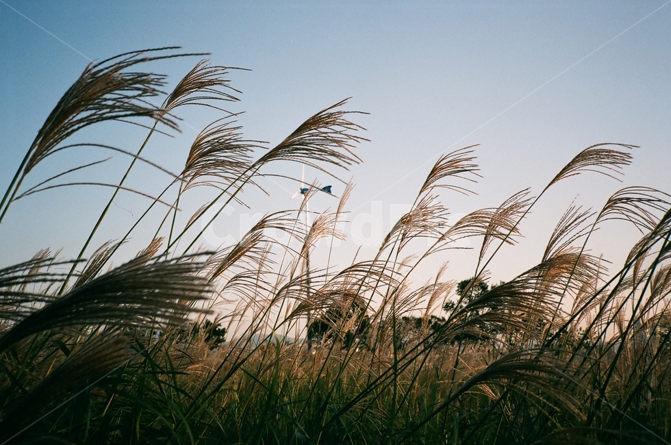 하늘공원,억새,풍경,하늘,필름사진,운치있는,아날로그,grass,plant,식물,lawn,잔디,reed,갈대,analog,filme,filmephotography,가을,계절,fall,autumn,season