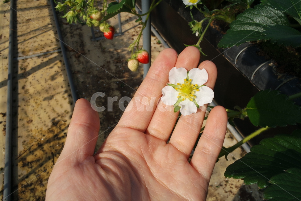 딸기꽃,꽃,사람손,딸기,딸기체험,human,인간,person,사람,plant,식물