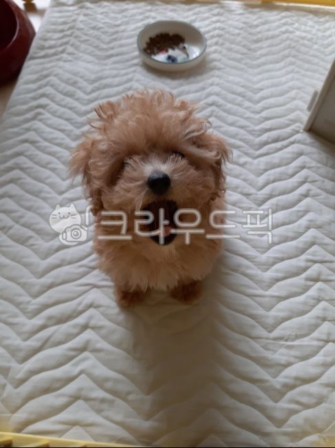 강아지,반려견,애완동물,하품,졸림,낮잠,식곤증,피곤,애완견,푸들,귀여움,poodle,사랑스러움,pat,pet,애기,dog,개,animal,동물,포유류,mammal,아기,아기강아지,새끼,새끼강아지