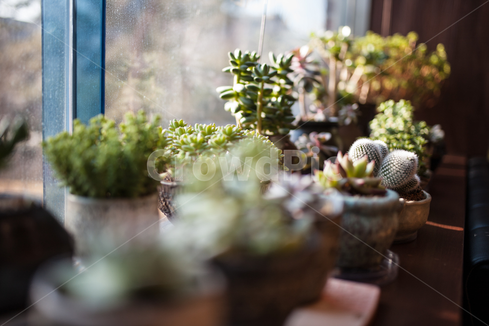 식물,다육식물,화분,plant,botanical,식물,자연,plants,nature,실내용화초,화분,화초,house plant,감성,sensible,feeling,휴식,힐링,rest,relaxation,healing,인테리어,실내디자인,interior design