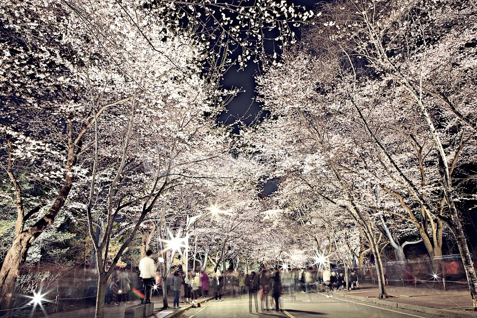 벗꽃,꽃,야간벗꽃,인천대공원,조명,풍경,자연,배경