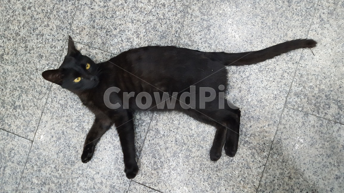 cat,고양이,동물,길냥이,힐링,동물,animal,포유류,mammal,고양이,cat,kitten,kitty