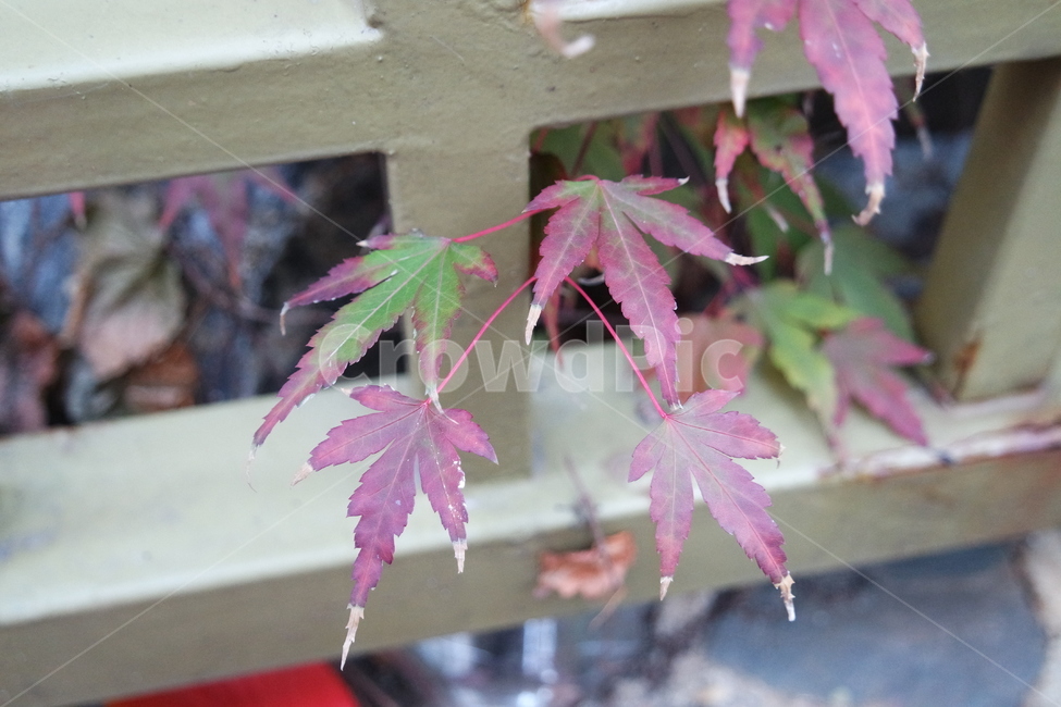 나뭇잎,잎사귀,단풍,가을,그림자,빨강,길,로드,plant,식물,leaf,잎,나무,tree,leaves,foliage,autumn,shadow,red,road,rod,가을,계절,fall,autumn,season