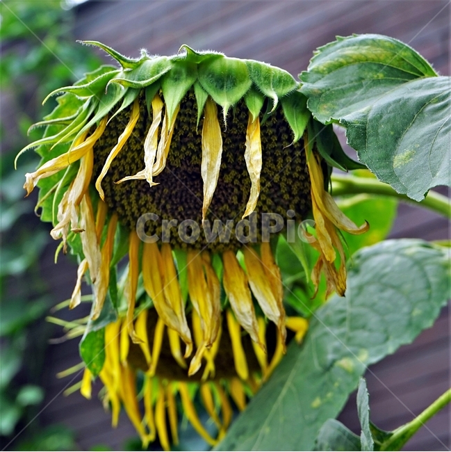 해바라기,노랑,식물,잎,꽃,sunflower,yellow