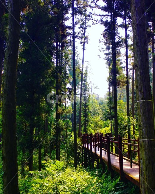 풍경,편백나무,다리,자연,나무,식물,숲,산책,힐링,장흥,우드랜드,landscape,nature,tree,plants,forest,park,bridge,walk,식물,자연,plants,nature,나무,trees,wood