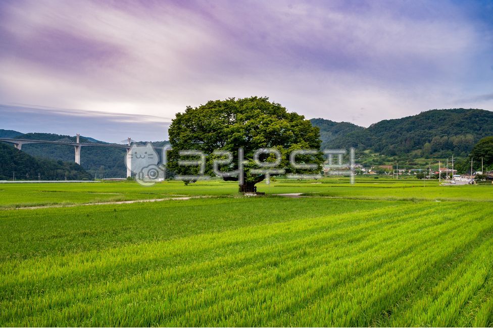 rice paddy,outcast tree,tree,Hapcheon,Wallpapers