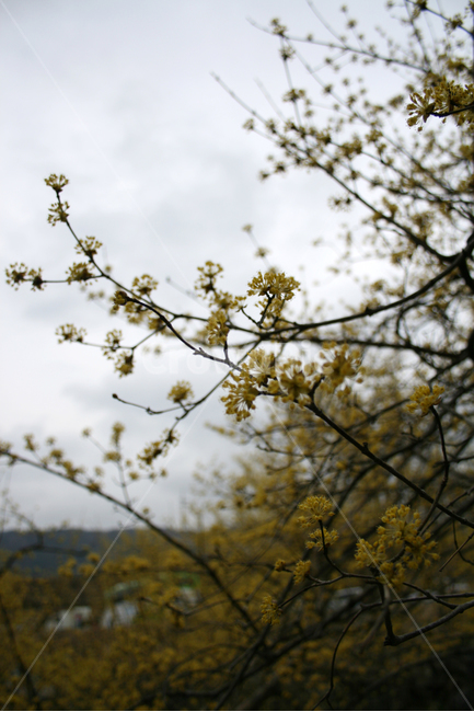 산수유,봄,봄날,노란색,감성,풍경,꽃,봄꽃,spring,flower,봄,계절,spring,season,식물,자연,plants,nature,꽃,flower