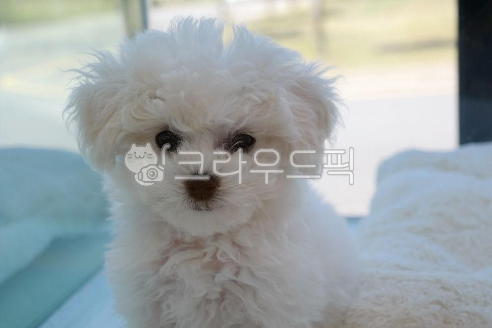 small,lineage,fur,young,cute,hair,obedience,pet shop,mammal,breeddog,doggy,fluffy,pet,poodle,purebred,breed dog,canine,breed,Pets,puppy,baby,animal,pedigreed,dog,pet dog,mammalia,petshop,little
