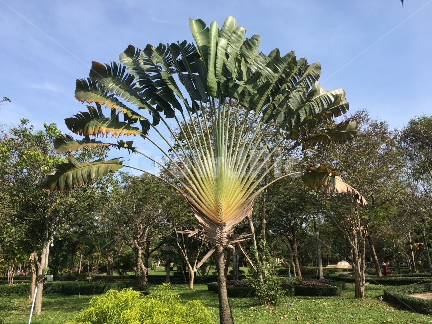 부채모양,열대지방,여행,공작새,사랑,식물,자연,plants,nature,나무,trees,wood
