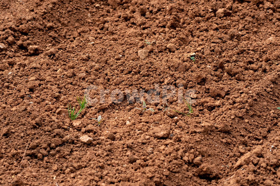 soil, 흙, ground, 바닥, 토지, 사진,이미지,일러스트,캘리그라피 - bumkivideo작가