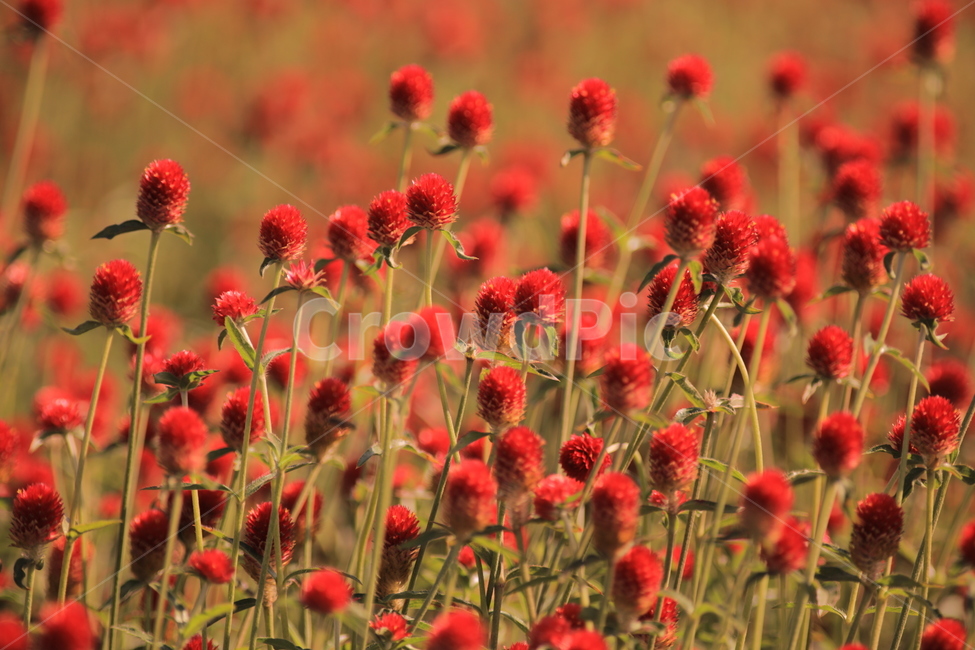 오이풀,가을꽃,burnet,빨강,보라,애기꽃,식물,자연,plants,nature,꽃,flower
