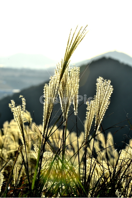 갈대,제주도,새별오름,가을,plant,가을,계절,fall,autumn,season