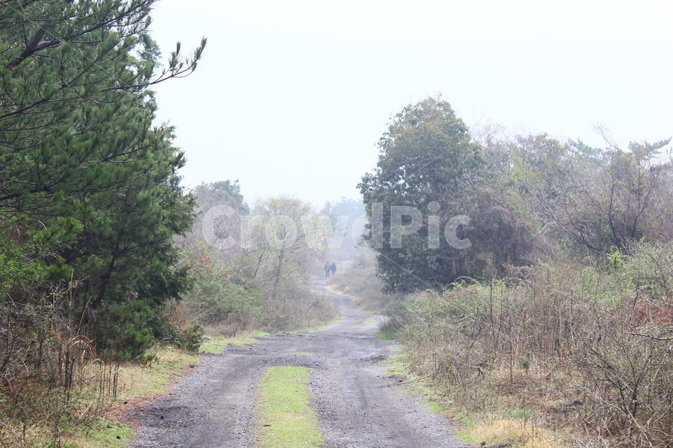 길,올레길,제주올레,제주,산길,숲길,제주올레길,숲,힐링,자연,풍경,nature,landscape,road,도로,dirt road,흙길,gravel,자갈