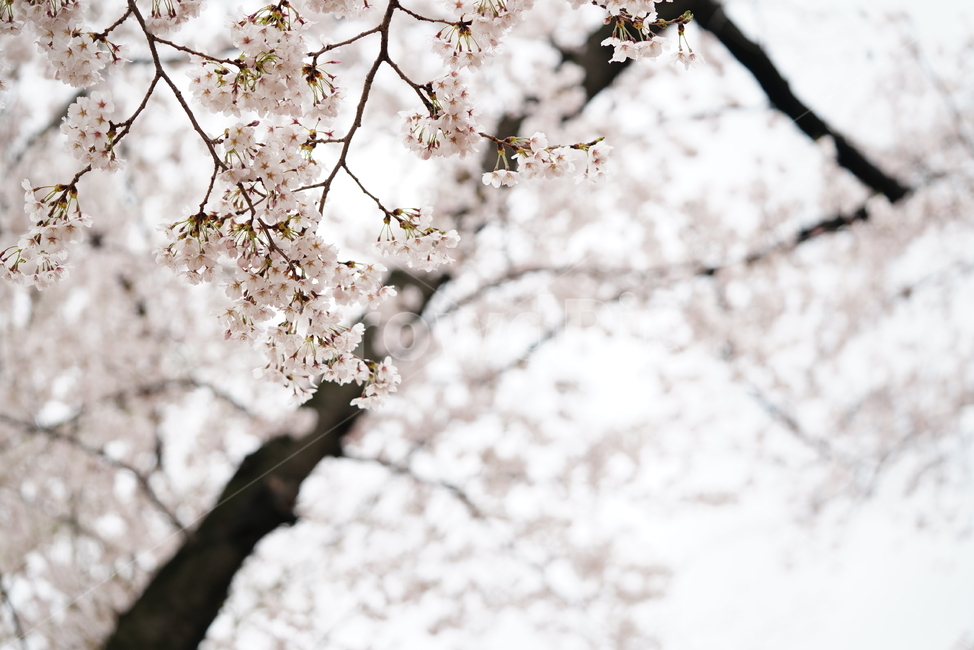 벚꽃,꽃,플라워,봄,봄꽃,flower,흰색,화이트,느낌,감성,접사,계절,나무,식물,생명,생물,봄,계절,spring,season,식물,자연,plants,nature,꽃,flower,plant,blossom