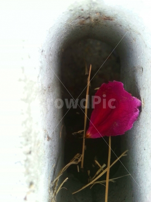 장미,꽃잎,시멘트,하수구,자연,장미꽃,길,식물,자연,plants,nature,꽃,flower