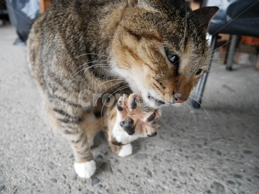 고양이,발바닥,동물,허우통,수염,젤리,동물,animal,포유류,mammal,고양이,cat,kitten,kitty