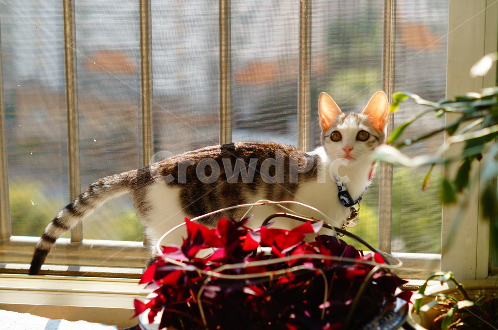 고양이,반려동물,코리안숏헤어,코숏,야옹이,anima,koreanshorthair,집고양이,kitty,cat,동물,동물,animal,포유류,mammal,고양이,cat,kitten,kitty