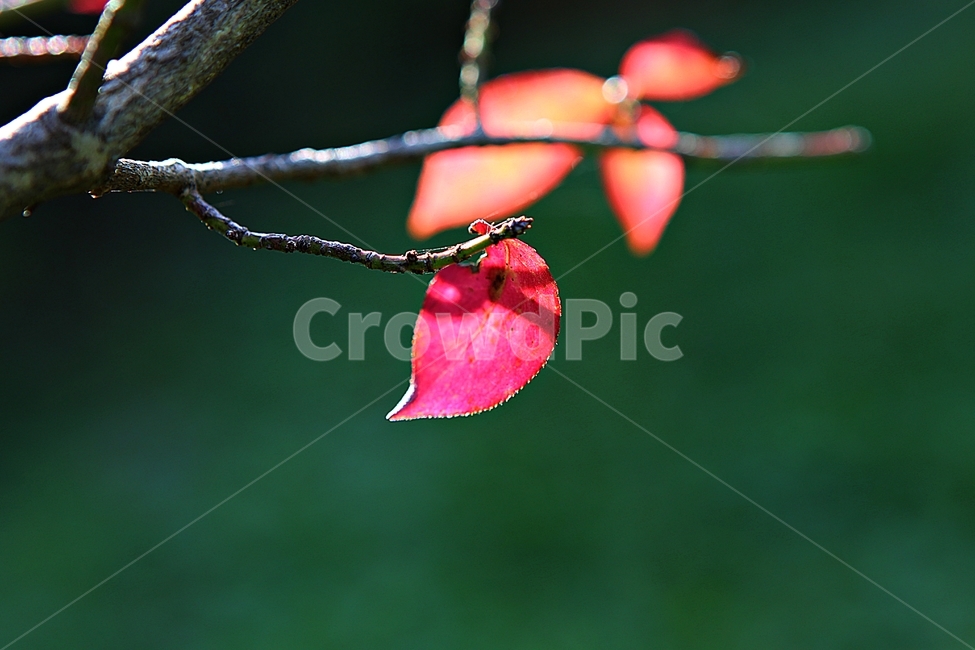 단풍,낙엽,잎,나무잎,가을,식물,자연,계절,색상,색감,칼라,가을,계절,fall,autumn,season,식물,자연,plants,nature,leaf,plant