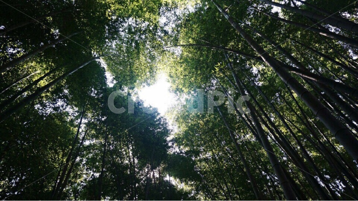 수풀,산림,산,대나무,숲,대나무숲,하늘,초록,자연,식물,bamboo,mountain,forest,green,nature,comfortable,편안한,건강한,산책,takeawalk,walking,plants,tree,talltree,leaf,자연,풍경,nature,landscape,식물,plants,나무,trees,wood,plant