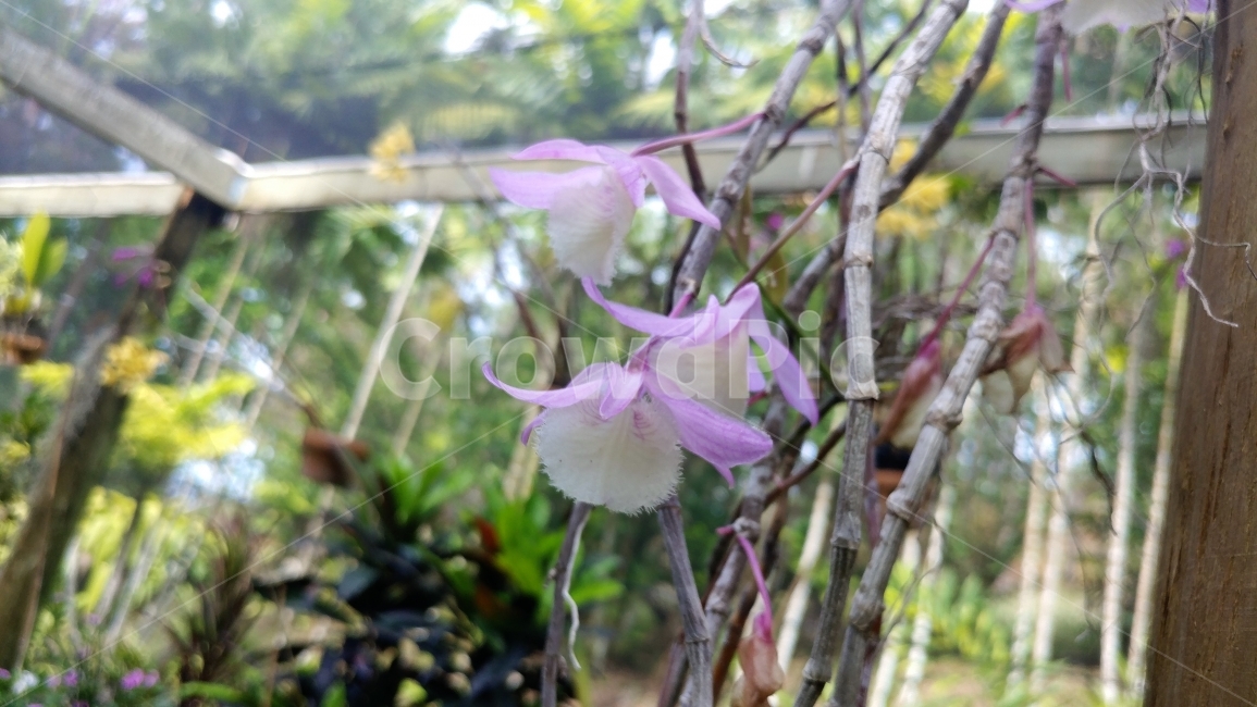 식물,열대꽃,오키드,서양난,연분홍색,남태평양,피지,섬,Orchid,SouthPacific,FijiIsland,여행,꽃,tropicalflower,lightpink,식물,자연,plants,nature,꽃,flower