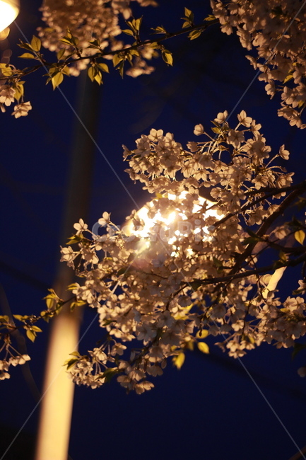 봄,벚꽃,가로등,밤하늘,꽃,봄,계절,spring,season,야경,밤,풍경,nightscape,night,landscape,flare,플레어,light,빛,plant,식물,leaf,잎