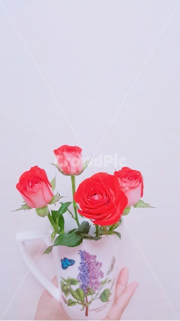 컵,장미꽃,cup,rose,장미