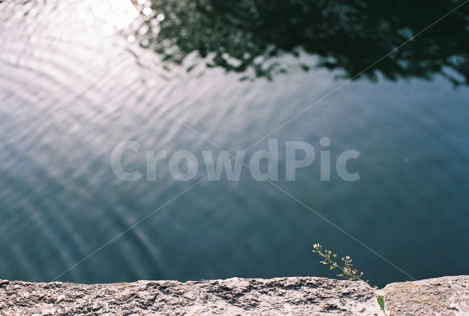 감성,감성사진,꽃,필름,필름사진,식물,자연,plants,nature,꽃,flower,감성,sensible,feeling