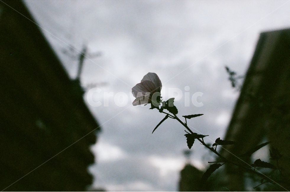 꽃,어두움,흐림,감성사진,새벽,일본,식물,자연,plants,nature,꽃,flower,감성,sensible,feeling
