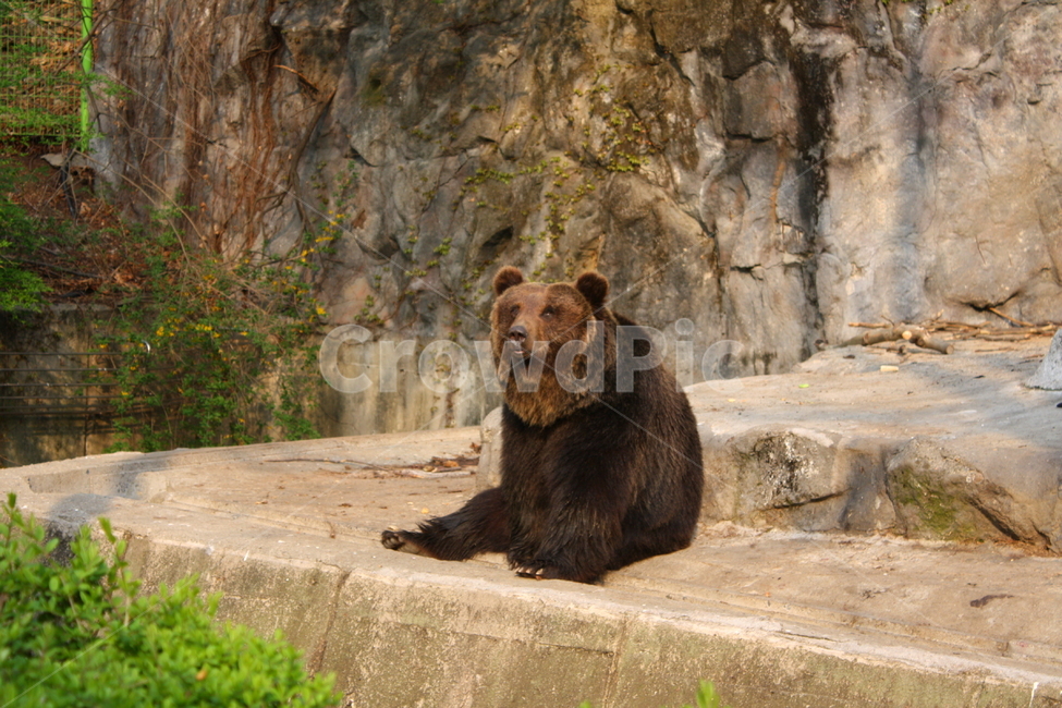 곰,동물,bear,animal,포유류,야생동물,동물,animal,포유류,mammal