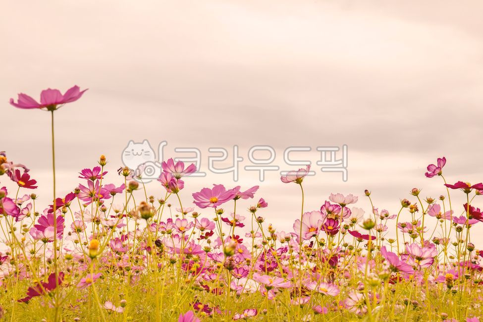 flower bed,countryside,autumn scenery,flower garden,flower Festival,cosmos,pink flower,Cosmos,flower,autumn road,Autumn attractions,fall trip,plant,fall flowers,garden,autumn,country road