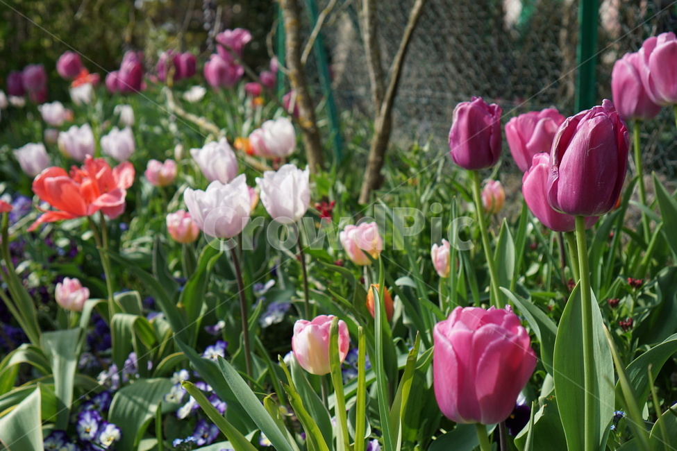 꽃,꽃밭,튤립,봄,식물,가든,정원,tulip,flower,gardening,spring,bloom,blossom,보라꽃,보라색꽃,보라튤립,여름,화사
