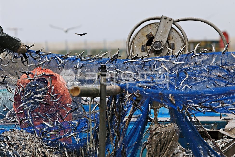Anchovy hair,Anchovy fishing,Harbor,fishing,leading figure,fishing boat,raw anchovies,fishing village,anchovy,Ship,Wando anchovy,Wharf,anchovy fishing boat,full ship