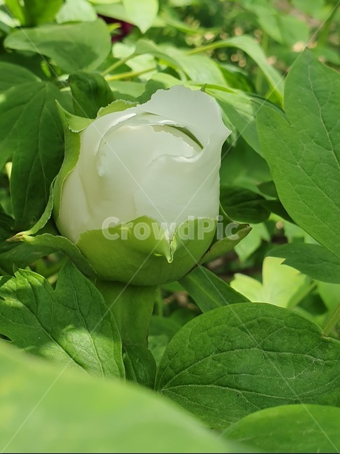봄,하얀목단,봉우리,flower,plants